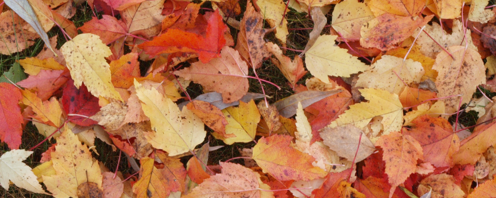 The Colours of Autumn